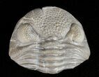 Wide Enrolled Eldredgeops Trilobite - Silica Shale #46593-3